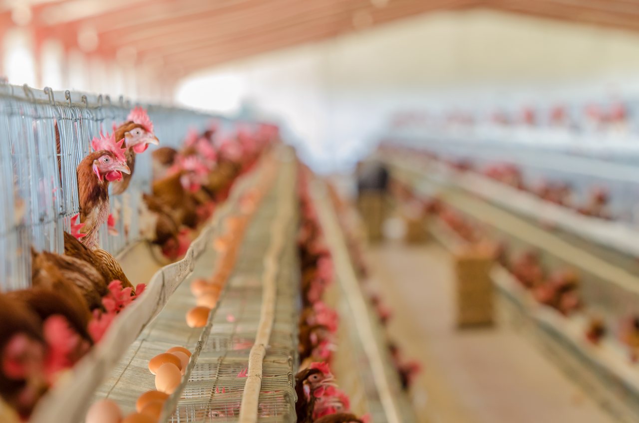 Rows of laying hens in a commercial layer house, eggs collected along the belt